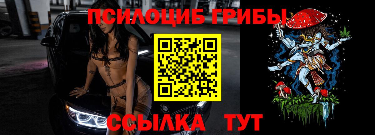 где купить наркоту  Вход с VPN  Галлюциногенные грибы мицелий  Заречный  Псилоцибиновые грибы Psilocybe 